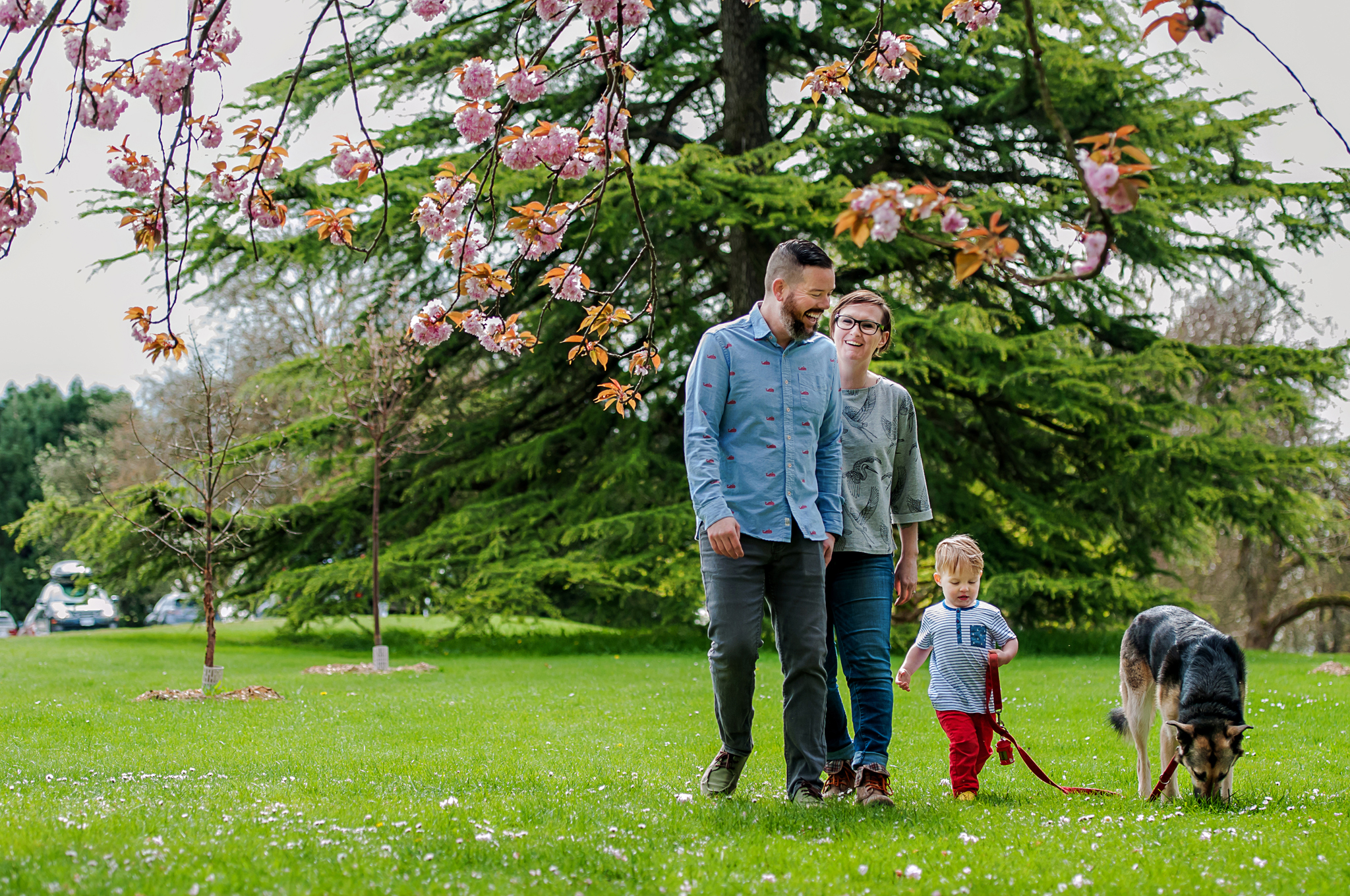 At Queen Elizabeth Park in Vancouver a family and their dog walk towards the blooming cherry blossom trees.