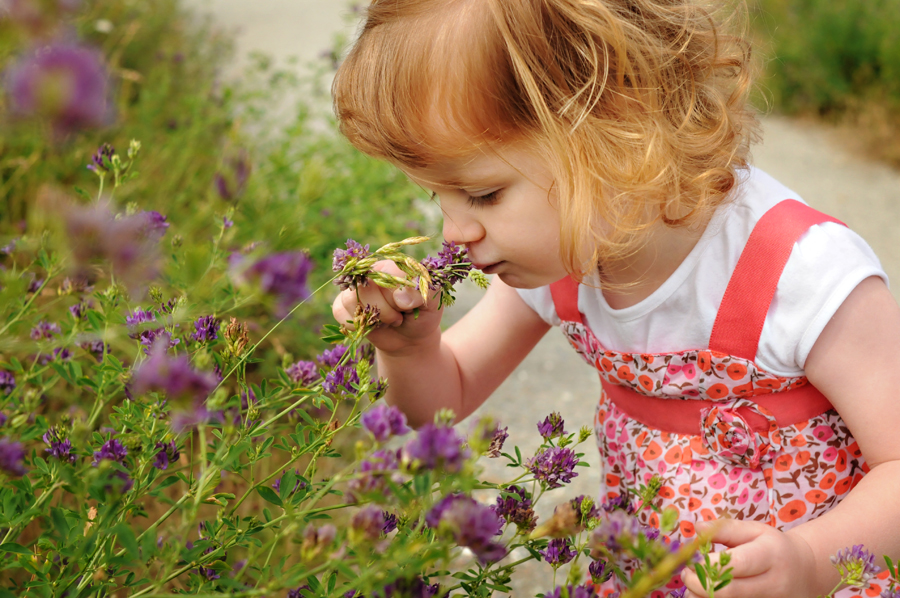 Little girl takes a moment to smell all the purple flowers on a walk during our spring photo session at Blackie Spit in Surrey, BC